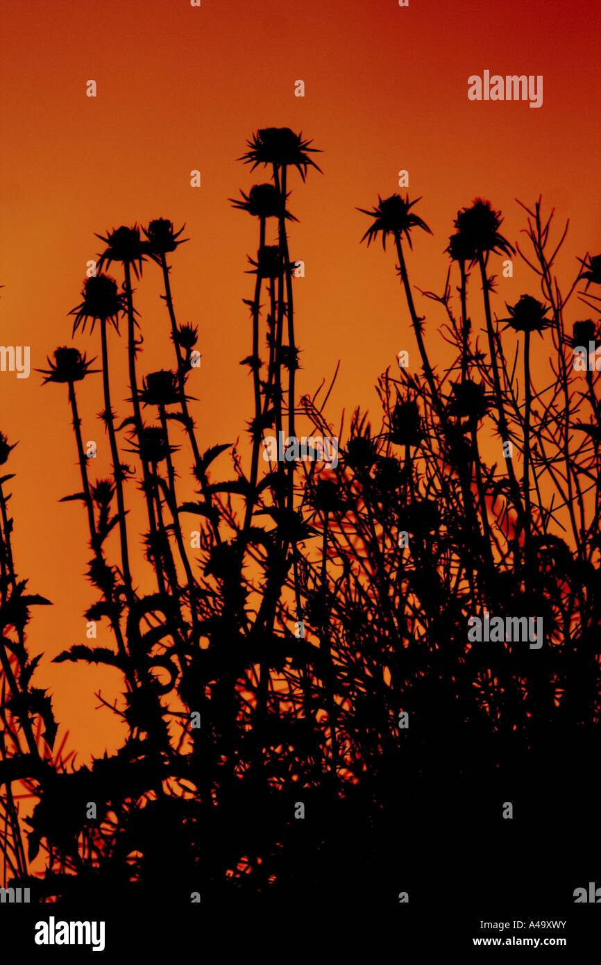 gesegnet, Milkthistle, Lady Mariendistel, Mariendistel (Silybum Marianum), Gruppe von Pflanzen vor Abendrot, Türkei, Euphrat Stockfoto