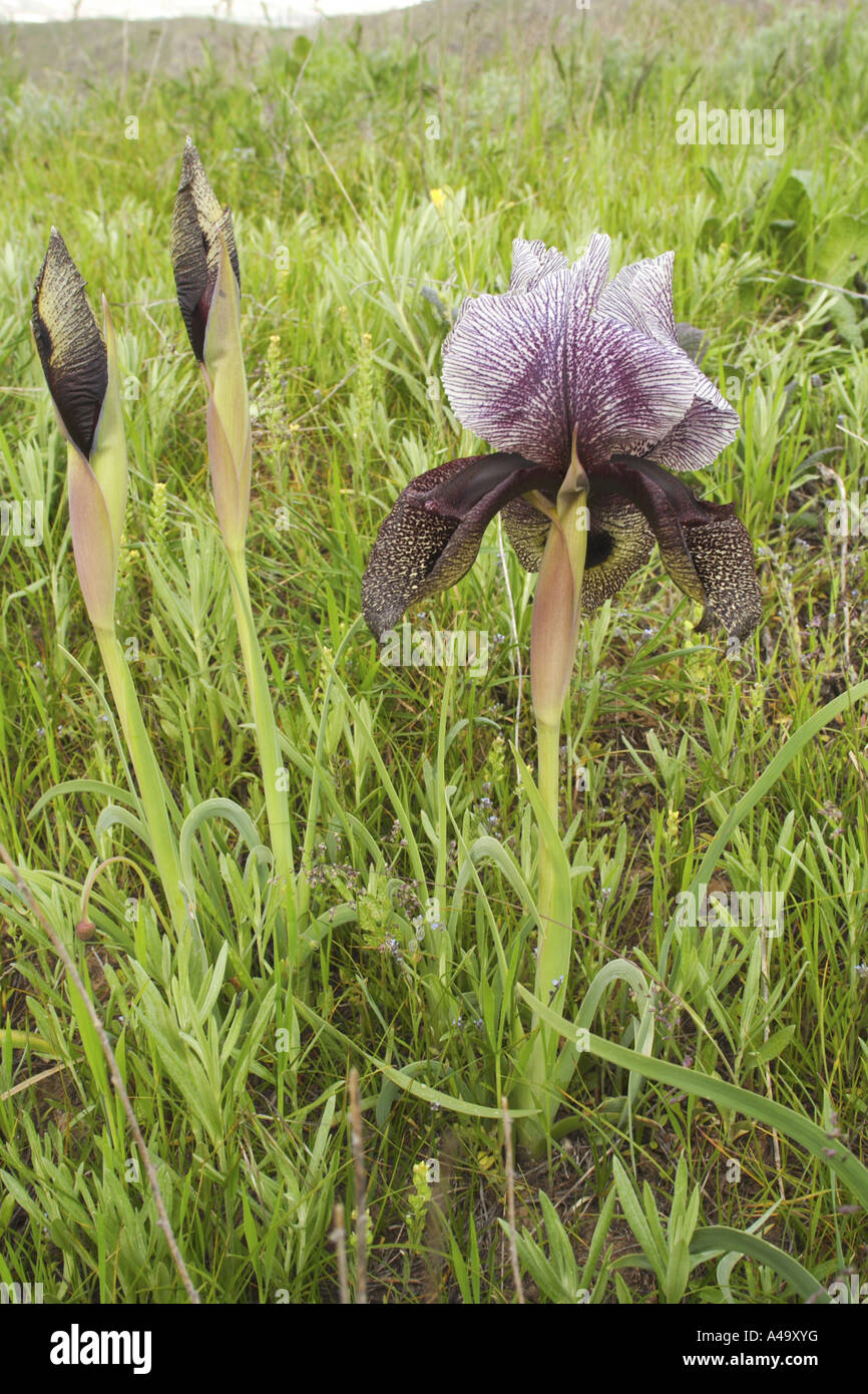 Bartiris (Iris Iberica), blühende Pflanzen, Türkei, Ost-Anatolien, Vansee Stockfoto