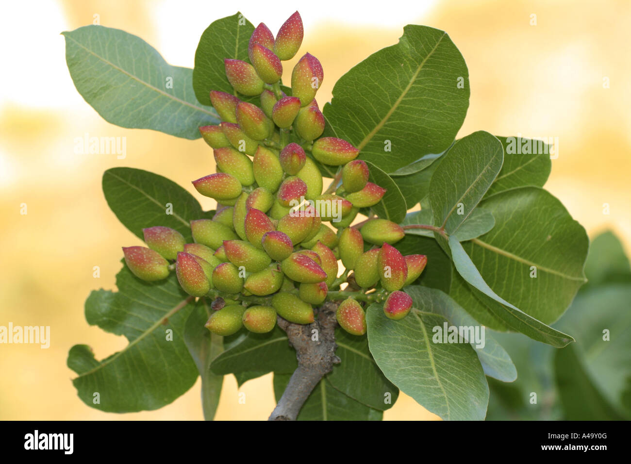 Pistazie (Pistacia Vera), Cluster von unreifen Früchten auf einem Zweig, Türkei, Ostanatolien, Sanliurfa Stockfoto