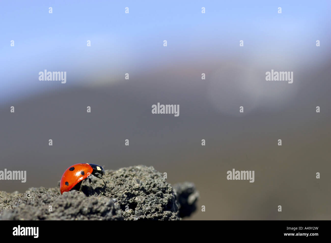 sieben-Punkt-Marienkäfer, Sevenspot Marienkäfer, 7-Punkt Marienkäfer (Coccinella Septempunctata), auf einem Felsen, Italien, Sizilien Stockfoto