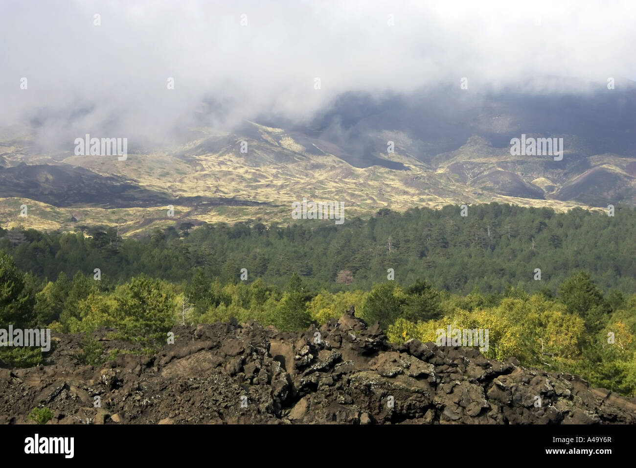 Pflanzen auf den Ätna, Italien, Sizilien Stockfoto