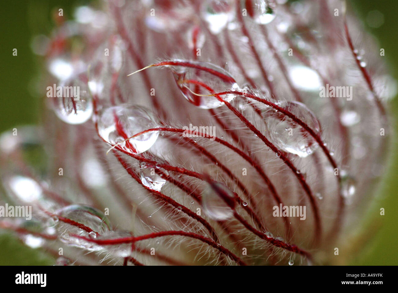 Avens (Geum Reptans), Detail von Früchten mit Wasser Tropfen, Schweiz Stockfoto