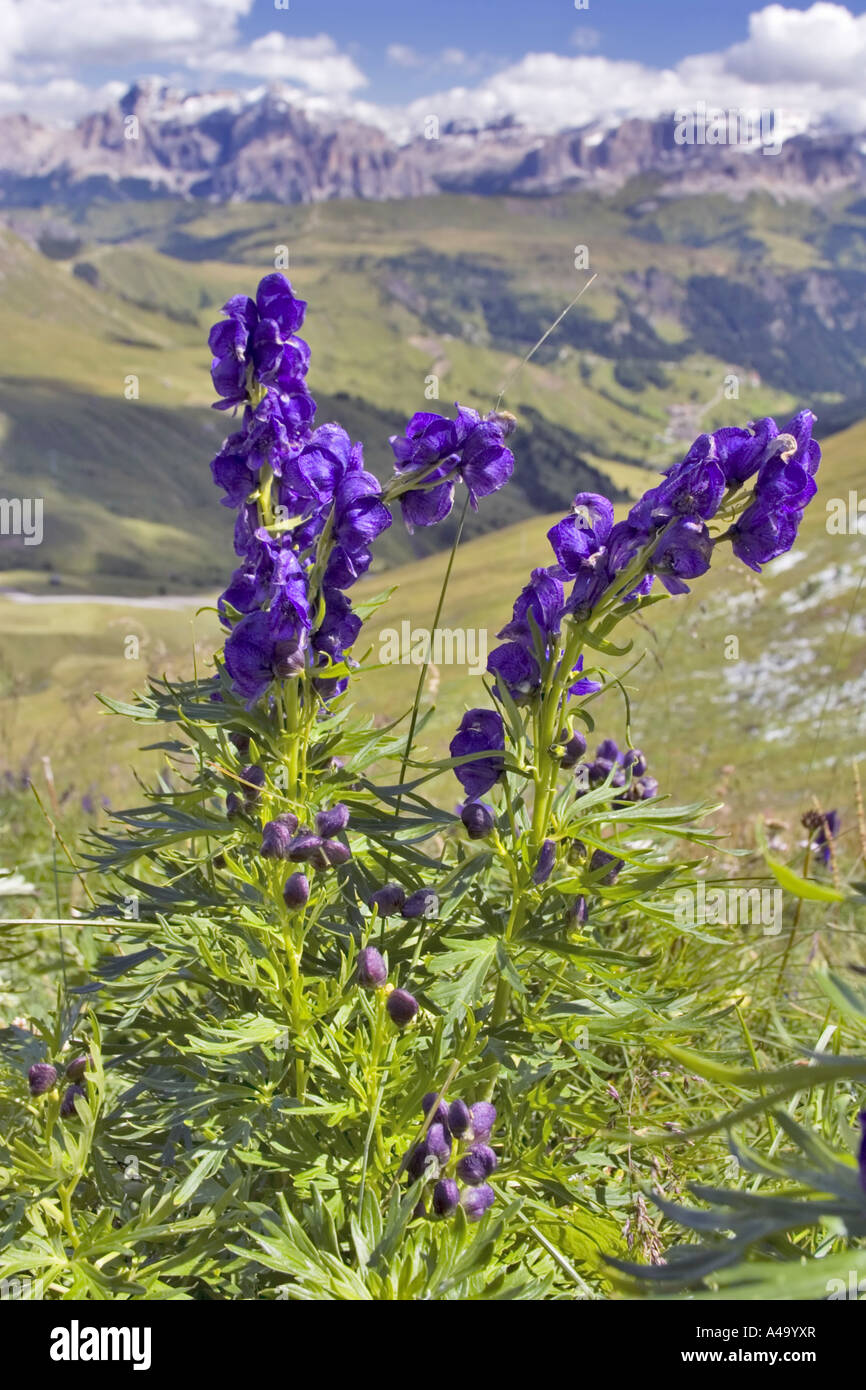 Eisenhut (Aconitum Paniculatum), Blüte Gruppe vor Bergkulisse, Italien, Sued Tirol, Dolomiten Stockfoto