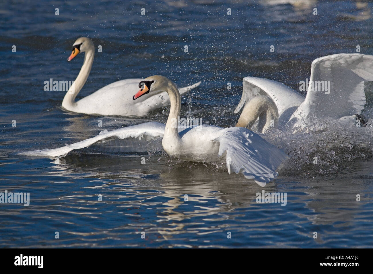 Höckerschwäne Cygnus Solar Fighting Stockfoto