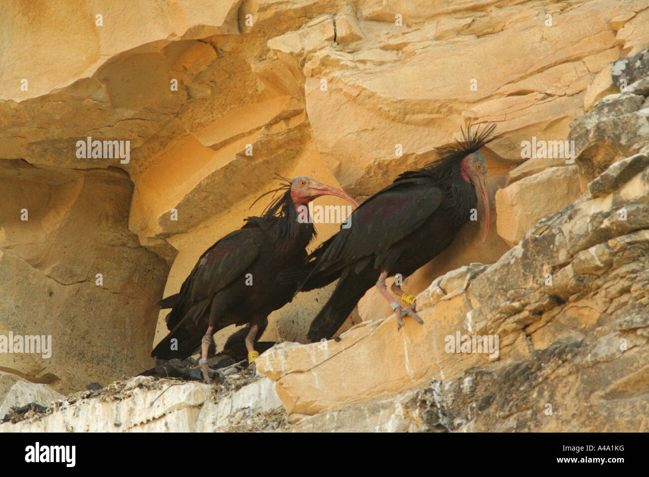 Einsiedler Ibis (Geronticus Eremita), paar am Nest, Türkei Stockfoto
