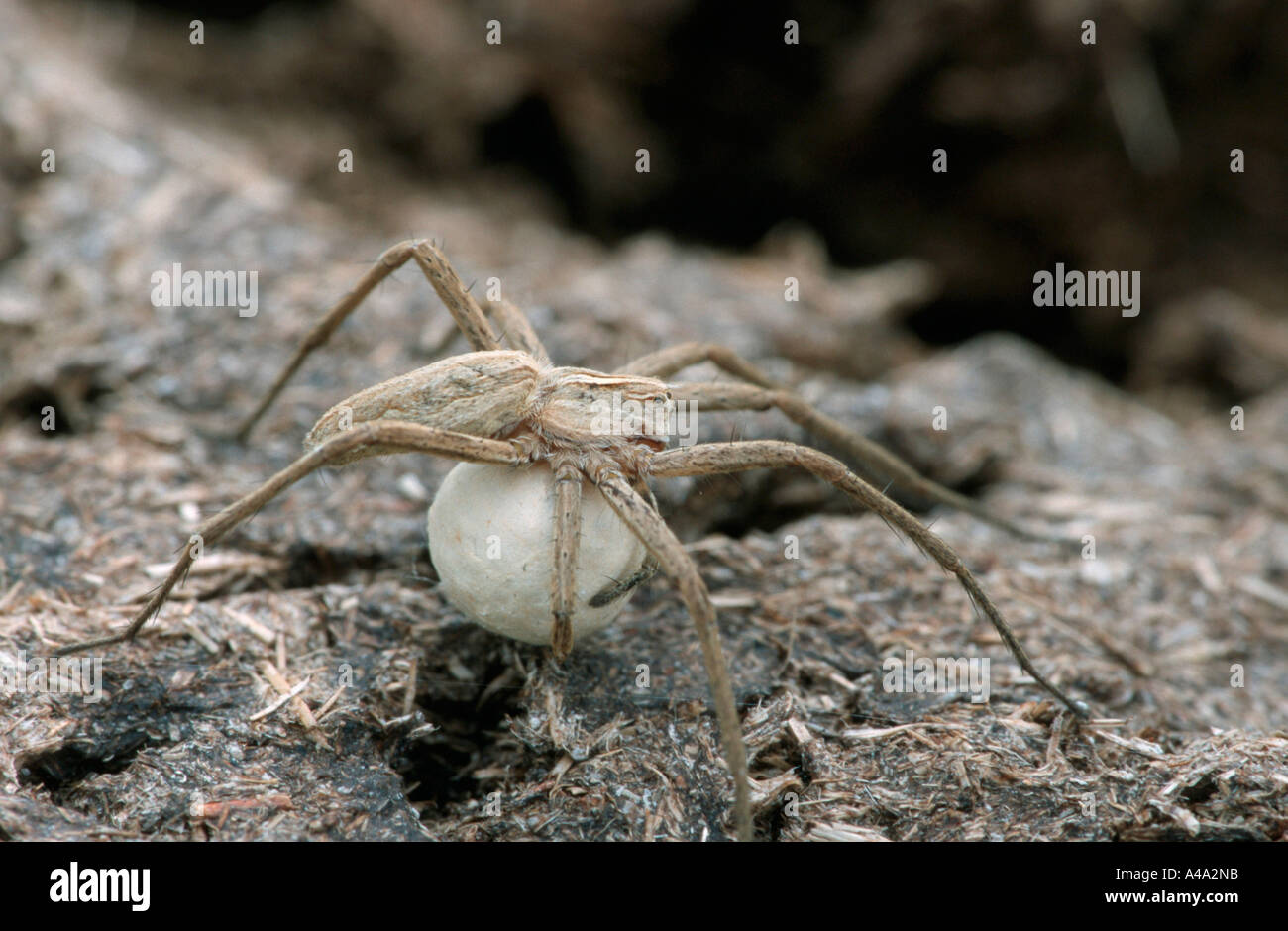 Eine fantastische Fischerei Spider Stockfoto