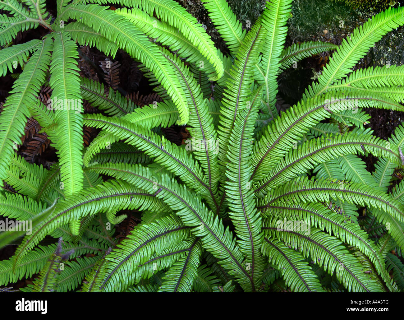 Umbrella Farn (Sticherus Cunninghamii, Gleichenia Cunninghamii), Wedel, New  Zealand, Abel Tasman Nationalpark Stockfotografie - Alamy
