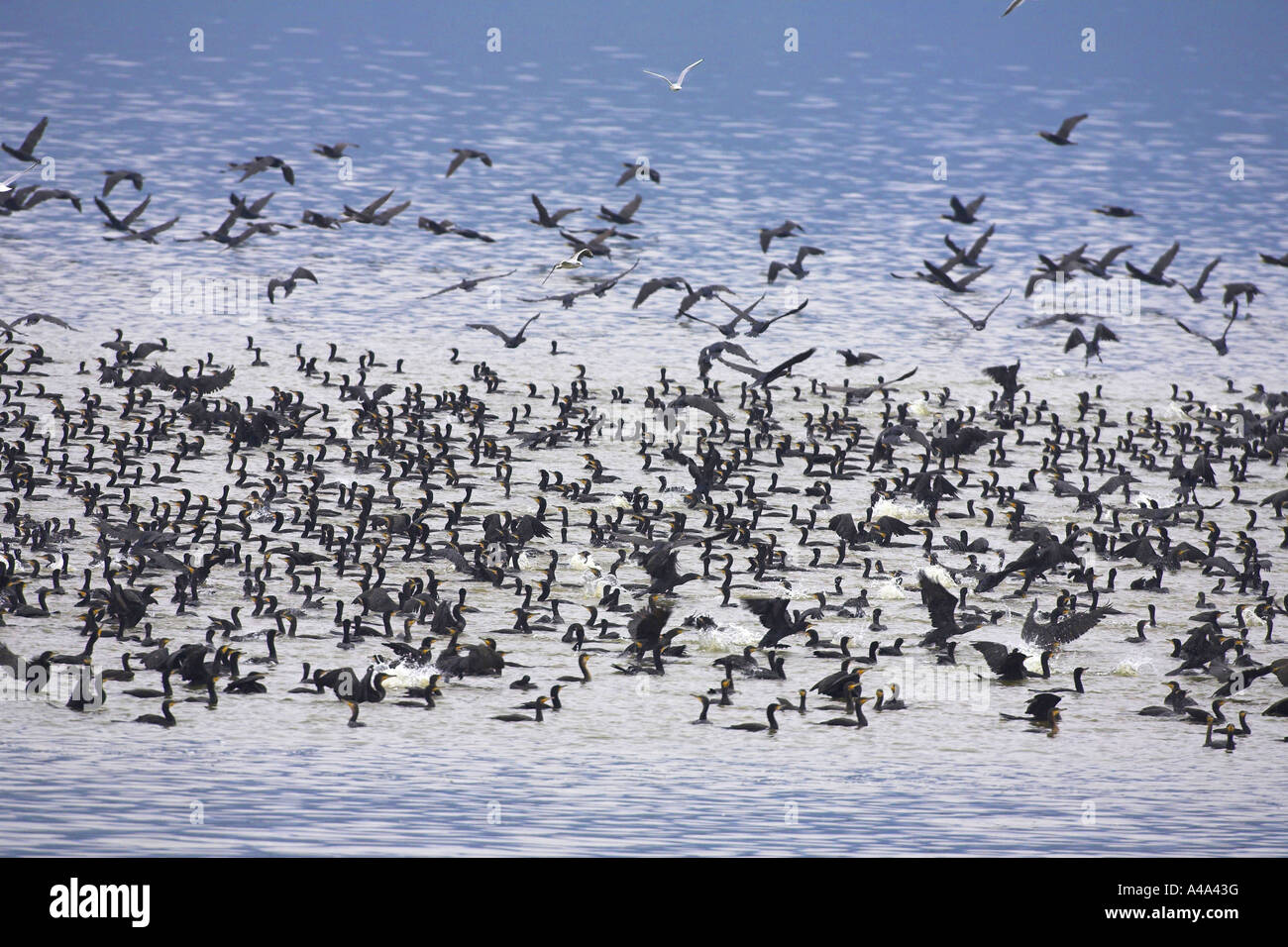 Kormoran (Phalacrocorax Carbo), Angeln, Herde, Griechenland Stockfoto