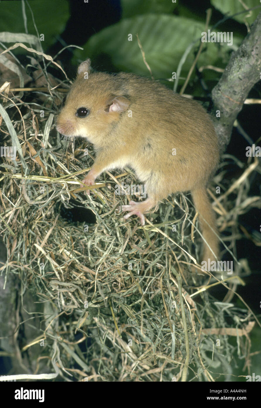 Siebenschläfer, Hasel Haselmaus (Muscardinus Avellanarius), junge im nest Stockfoto