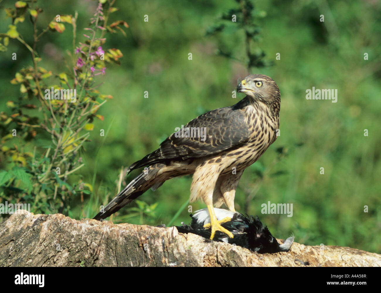nördlichen Habicht (Accipiter Gentilis), mit Beute, Deutschland Stockfoto