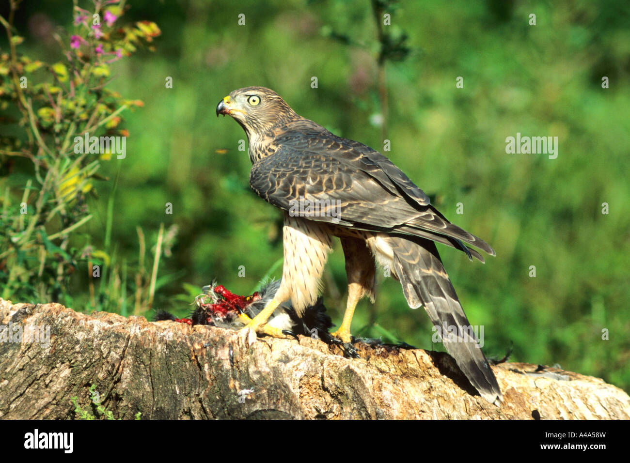nördlichen Habicht (Accipiter Gentilis), mit Beute, Deutschland Stockfoto
