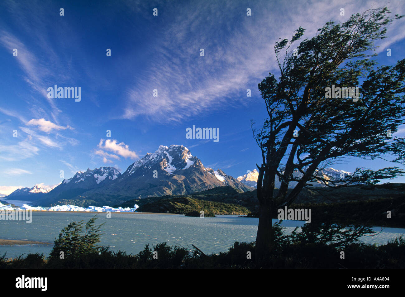 Wind fegte, Baum, Nationalpark Torres Del Paine, Chile Stockfoto
