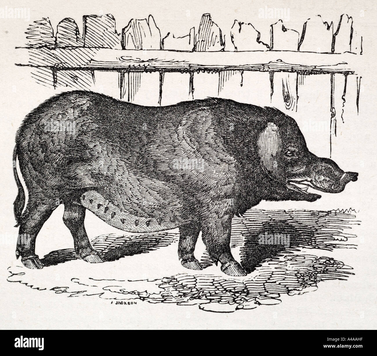 Schwein Borste Stockfotos & Schwein Borste Bilder - Alamy