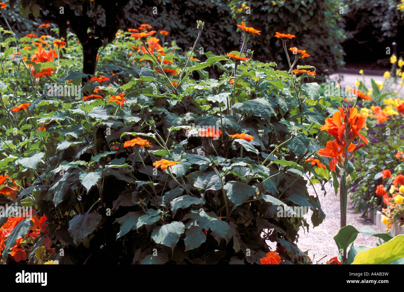 Tithonia Rotundifolia Stockfoto