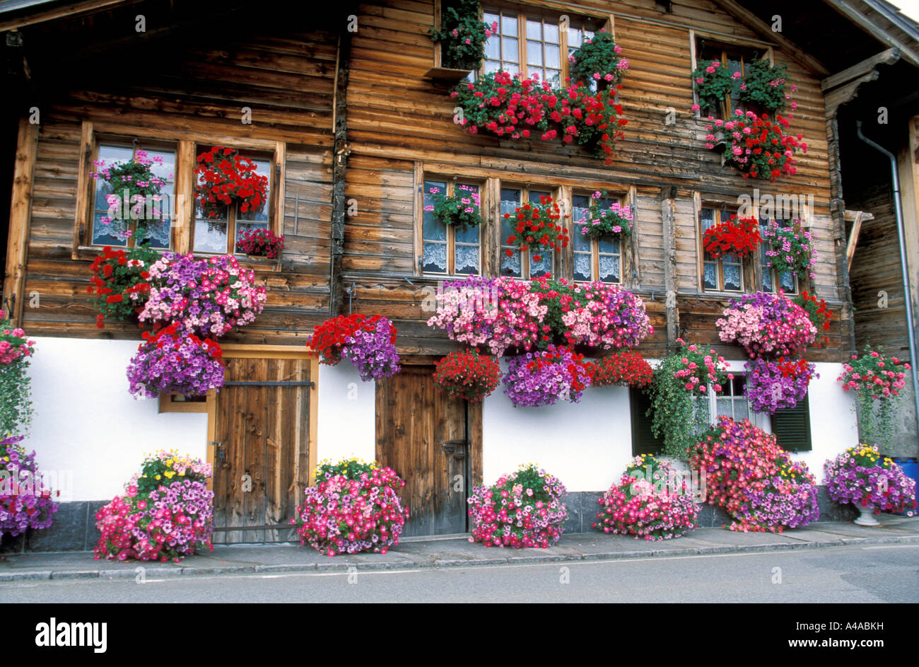 Blumentopf mit Petunien vor einem Haus Stockfoto
