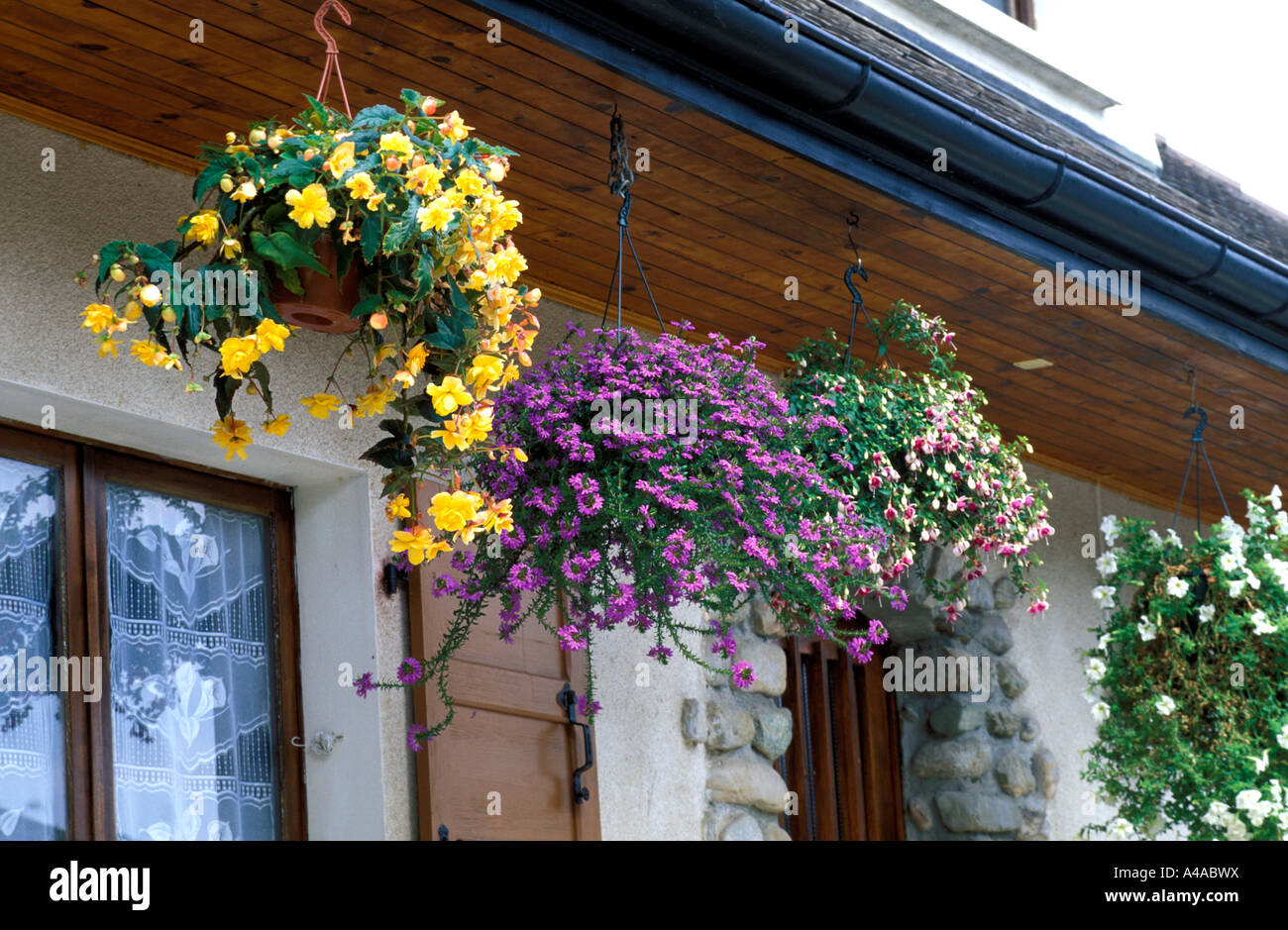 Begonie Scaevola und Fuchsia in hängenden Körben Stockfoto