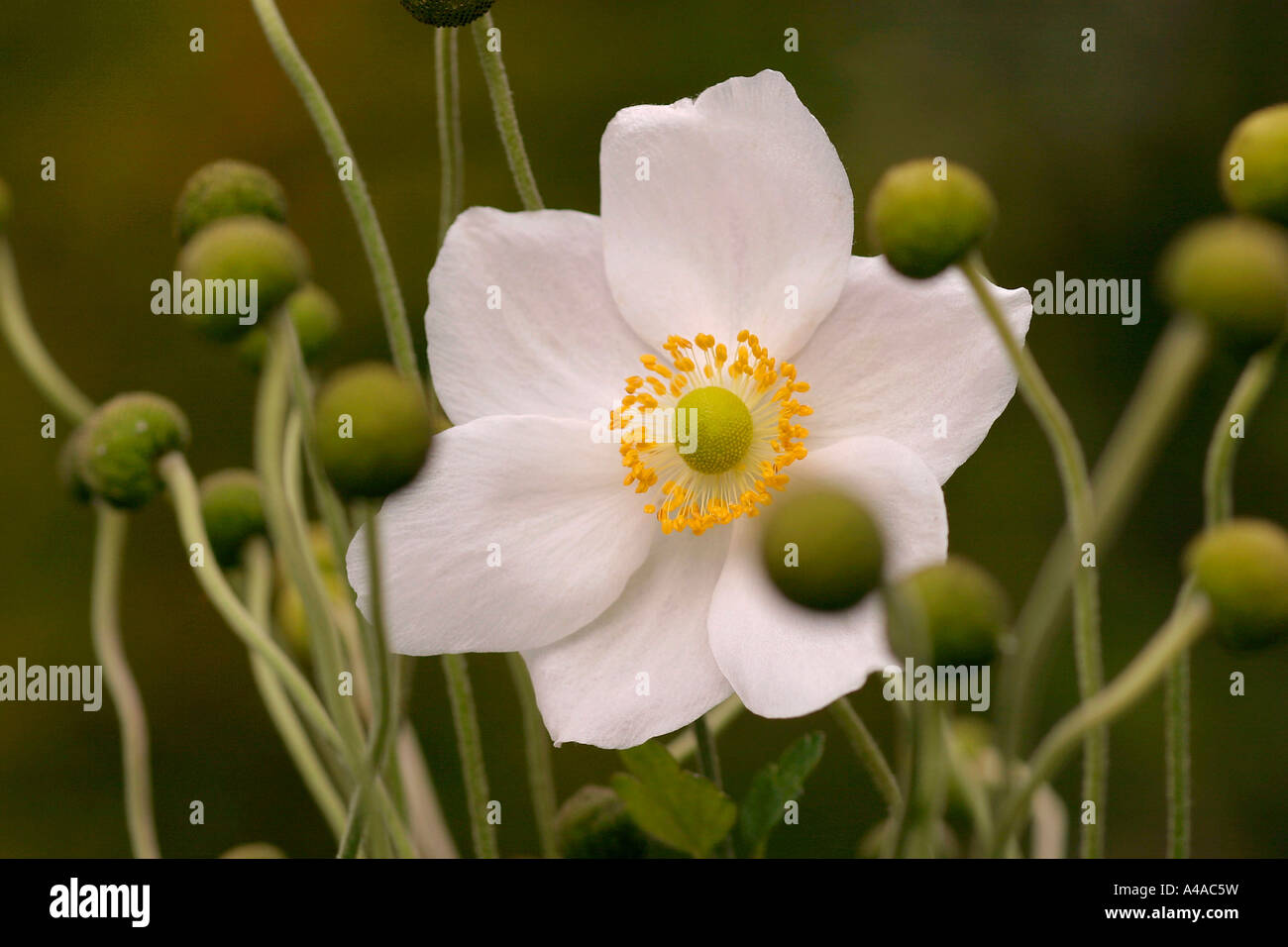 Anemone X hybrida Honorine Jobert japanische anemone Stockfoto