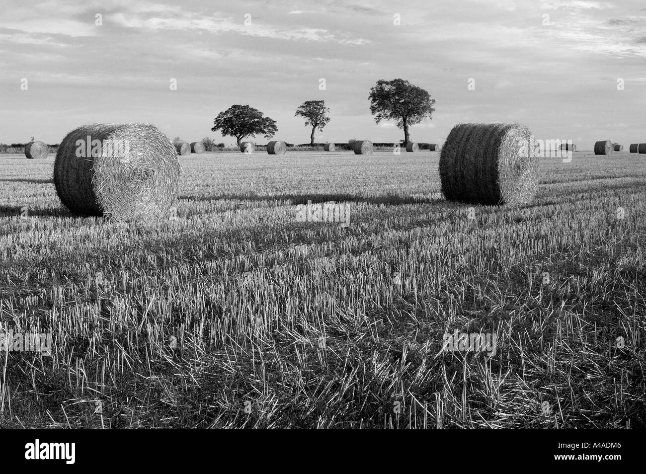 Schwarz-weiß Bild von Heuballen und drei Bäume in der Nähe von Cranfield Bedfordshire GROSSBRITANNIEN Stockfoto