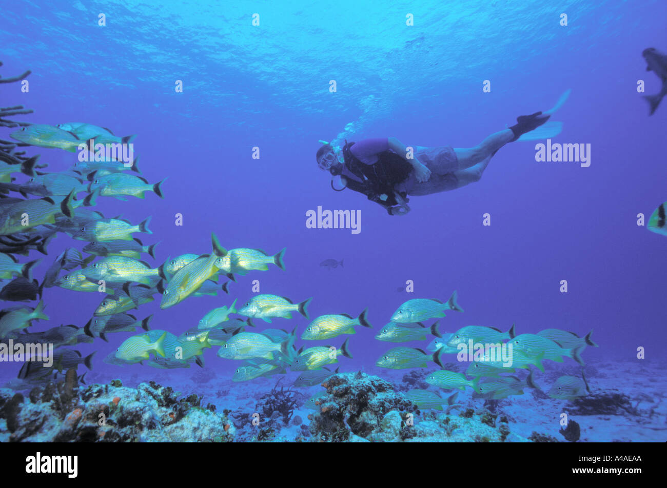 Mann tauchen in der Nähe von Fischen und Korallen-Riff vor der Insel Cozumel in Mexiko-Karibik Stockfoto