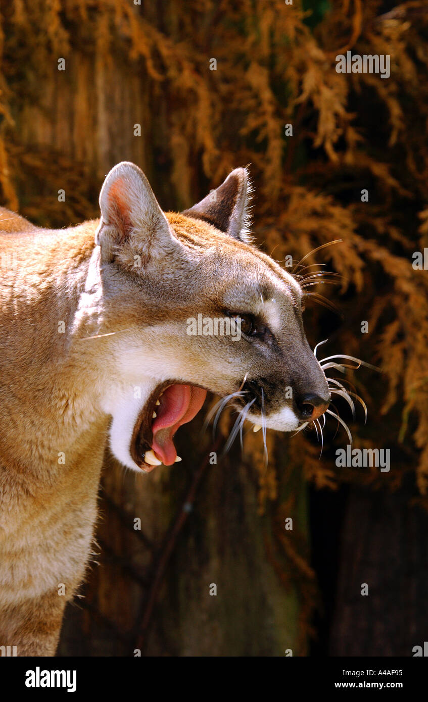 Berglöwe (auch bekannt als Puma oder Cougar) Stockfoto