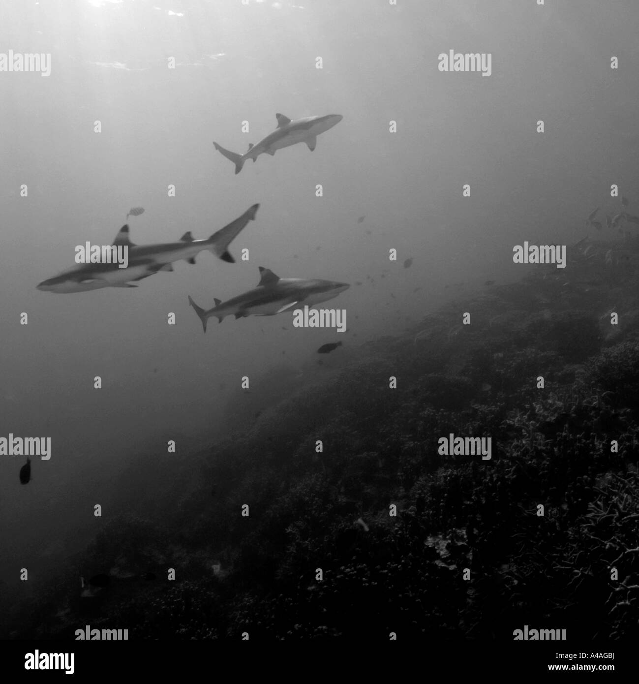 Graue Riff Haie Carcharhinus Amblyrhynchos über Riff Chuuk Föderierte Staaten von Mikronesien gleiten Stockfoto