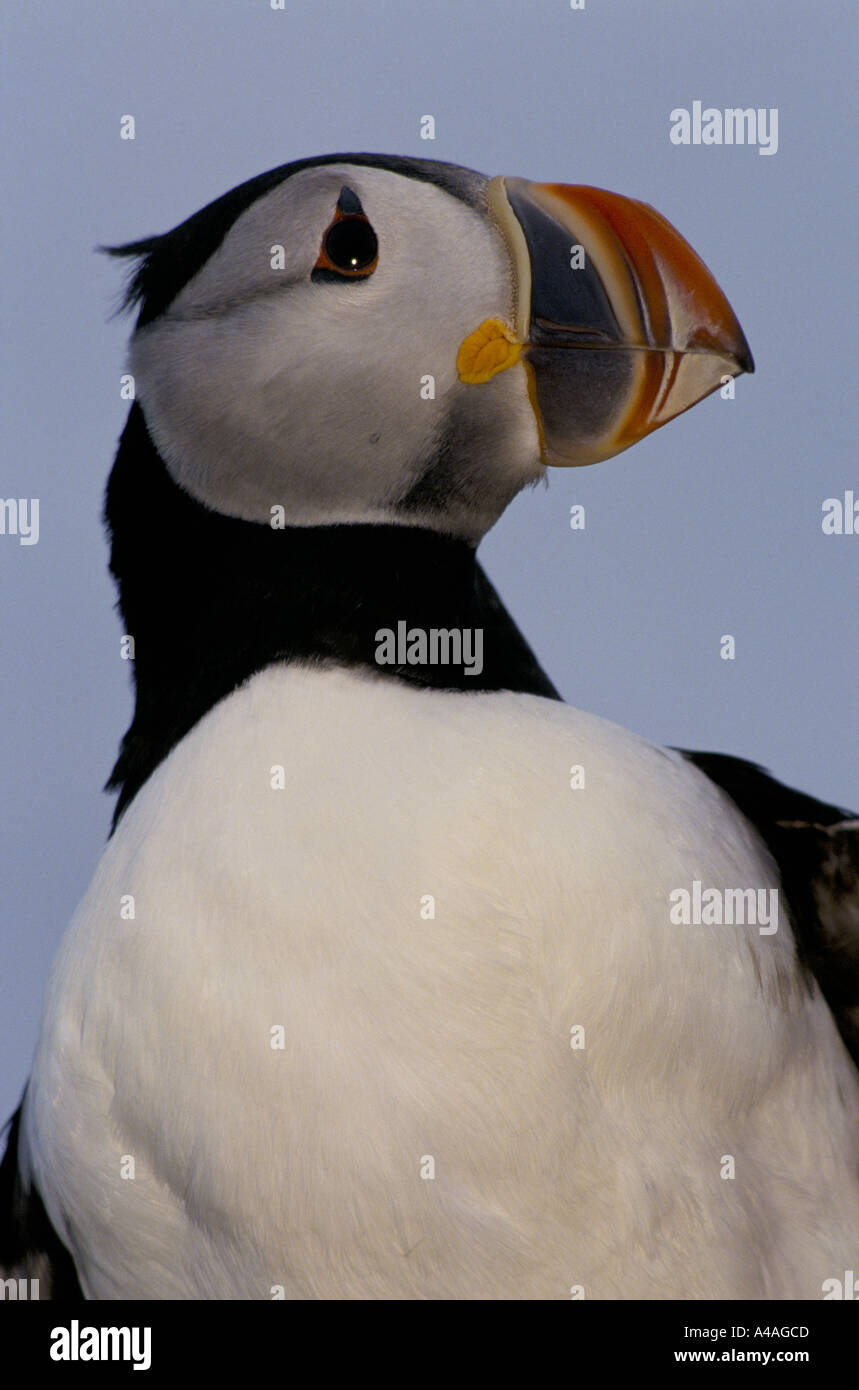 ELLIDAEY, insgesamt Inseln, Island, Juli 1993: Puffin Jagd: Puffin am Rande Cilff. Stockfoto