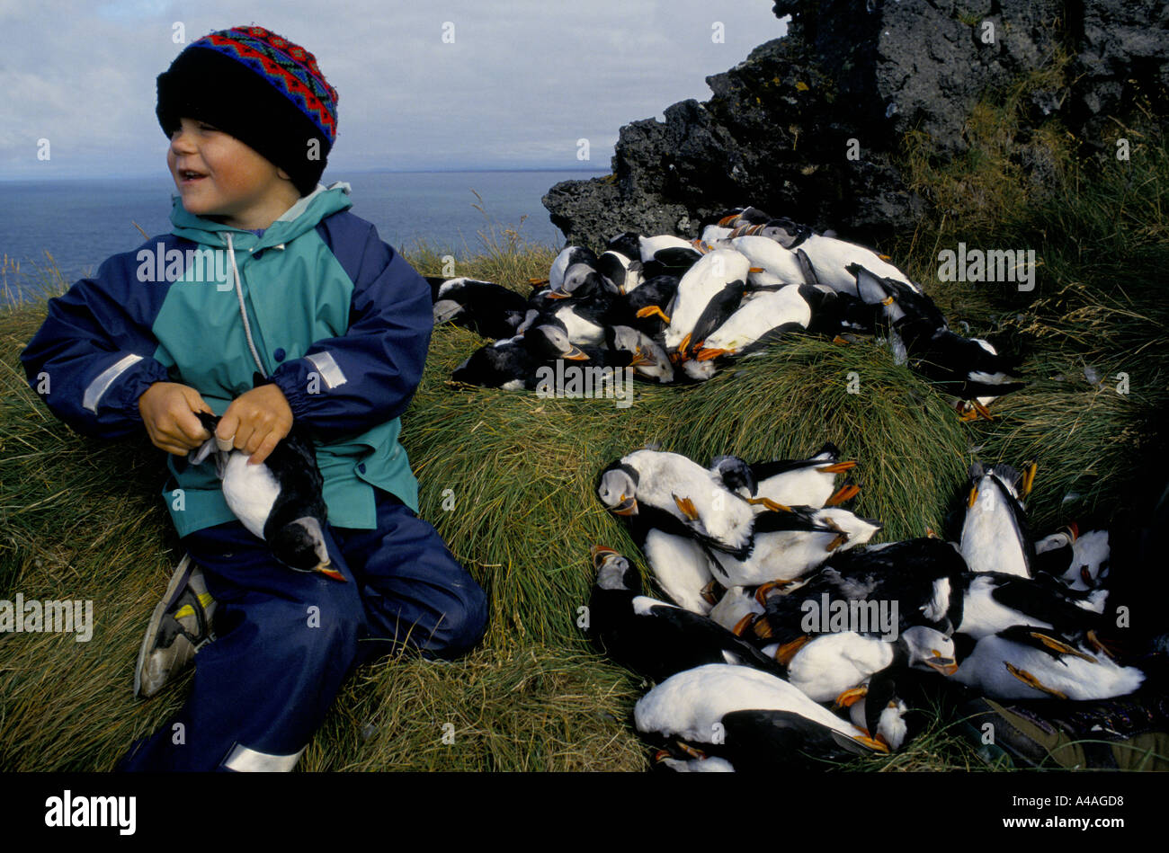 INSGESAMT Inseln, Island, Juli 1993: Puffin Jagd: der Sohn eines Jägers Papageientaucher ringt der Knecks ein Papageientaucher Stockfoto