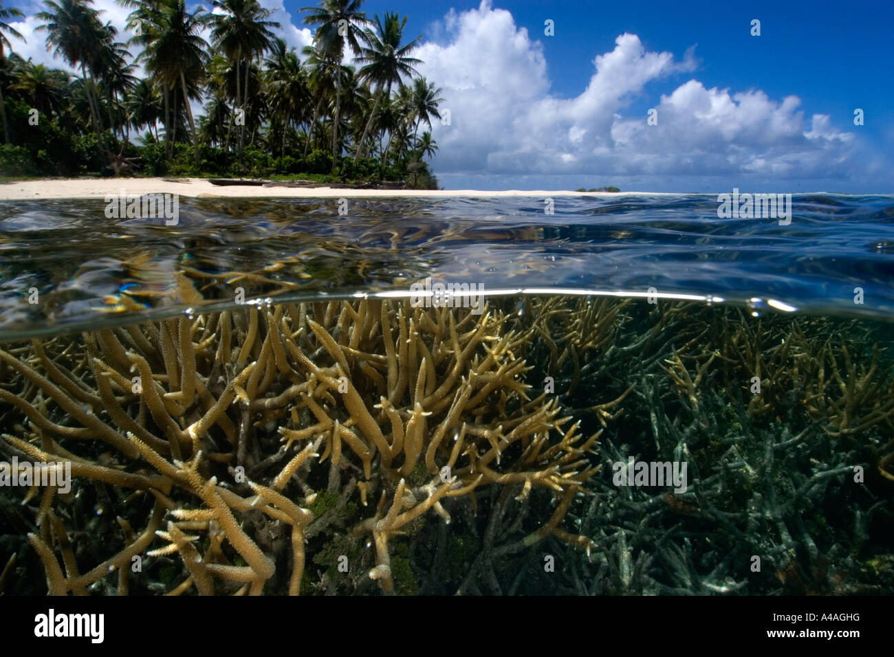 Split-Bild von Hirschhorn Koralle Acropora sp und Insel Truk Lagune Chuuk Föderierte Staaten von Mikronesien Pacific Stockfoto