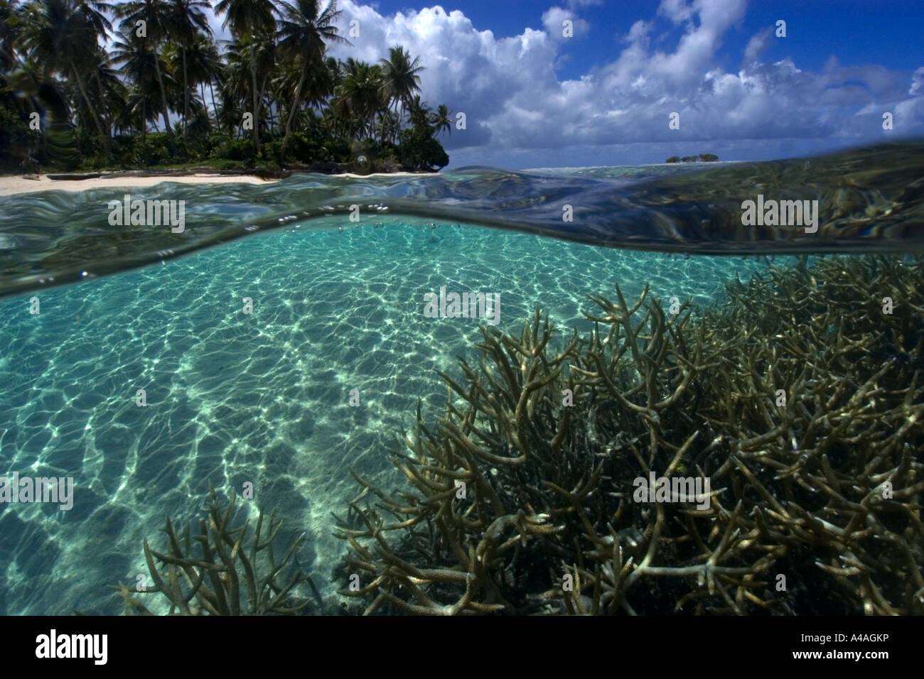 Split-Bild von Hirschhorn Koralle Acropora sp und Insel Truk Lagoon Chuuk Föderierte Staaten von Mikronesien Stockfoto
