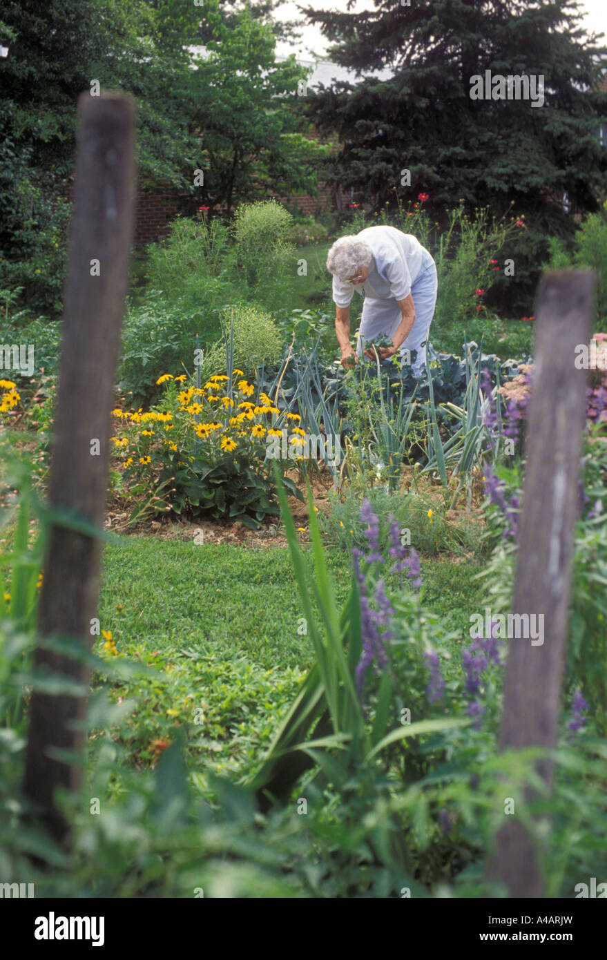 Bridgewater Virginia Naomi Westen 84 arbeitet in ihrem Garten Stockfoto
