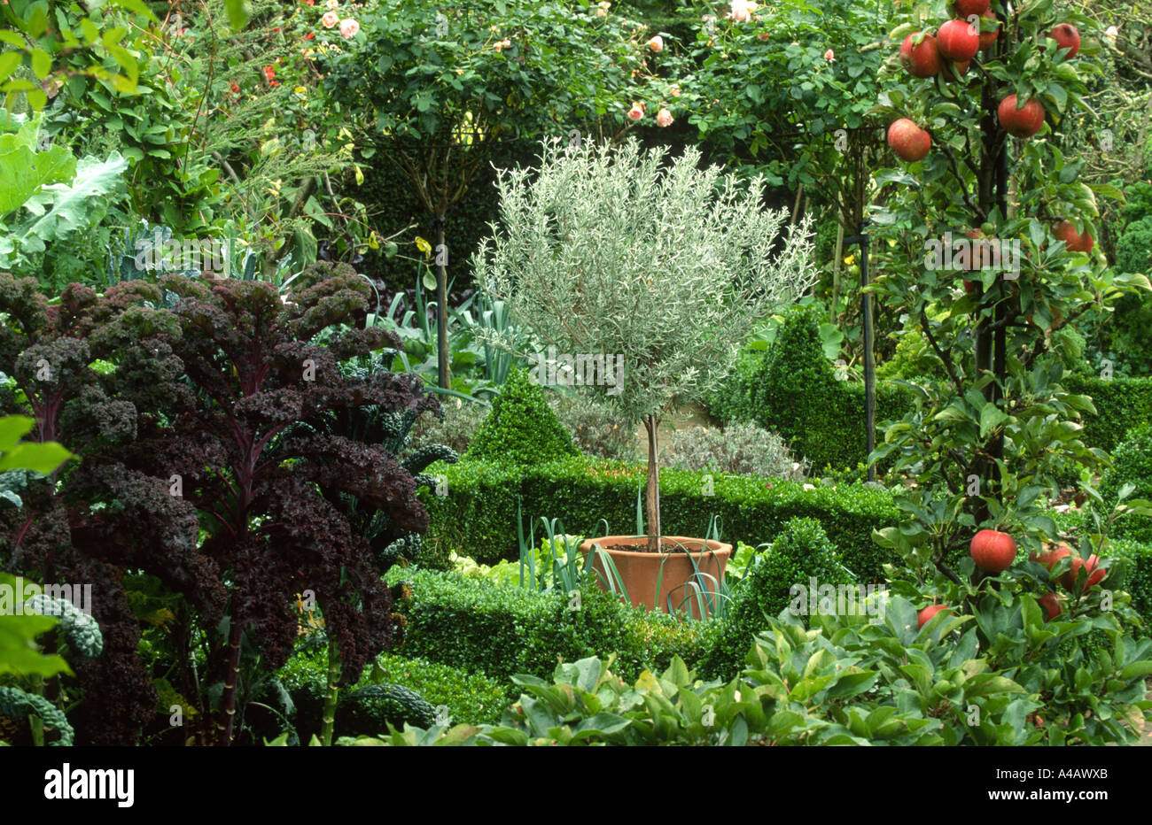 Lorbeerbaum im Zentrum der Gemüsegarten mit Äpfeln und Zier Kohl Stockfoto