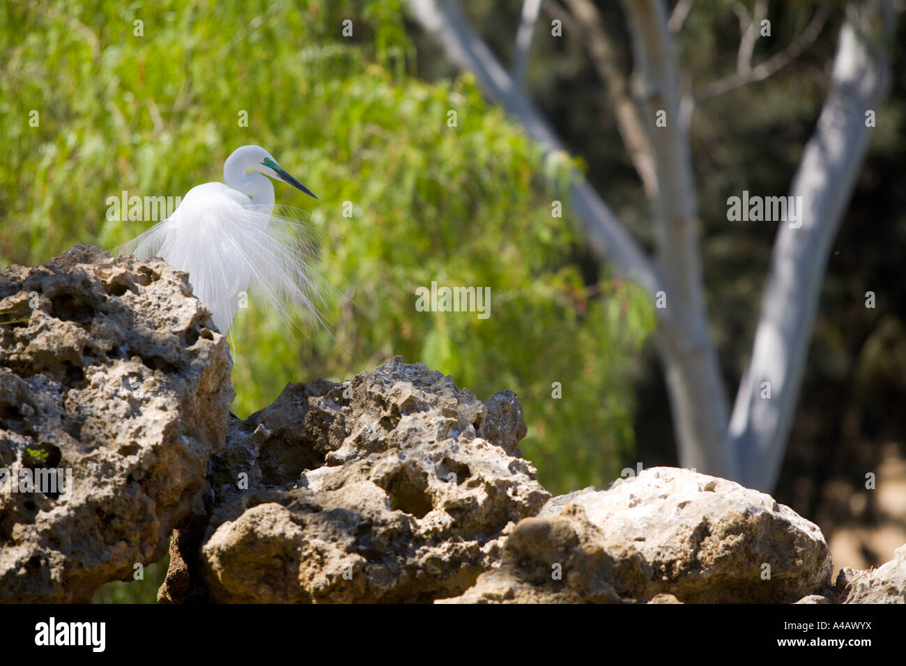 Ein Seidenreiher in Adelaide zoo Stockfoto