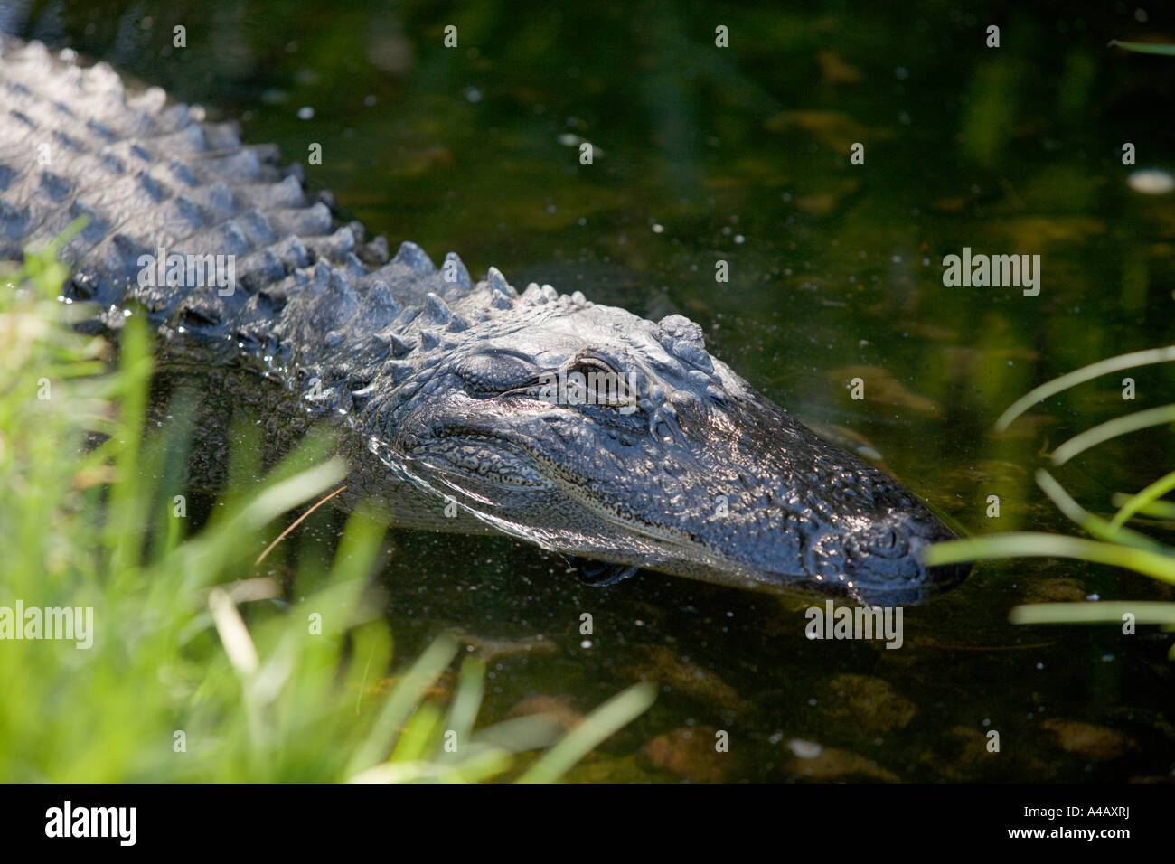 Alligator im Zoo von Adelaide Stockfoto