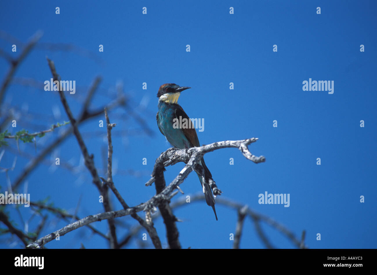 Europäischen Beeater Merops Apiaster Etosha Nationalpark Namibia Afrika Stockfoto