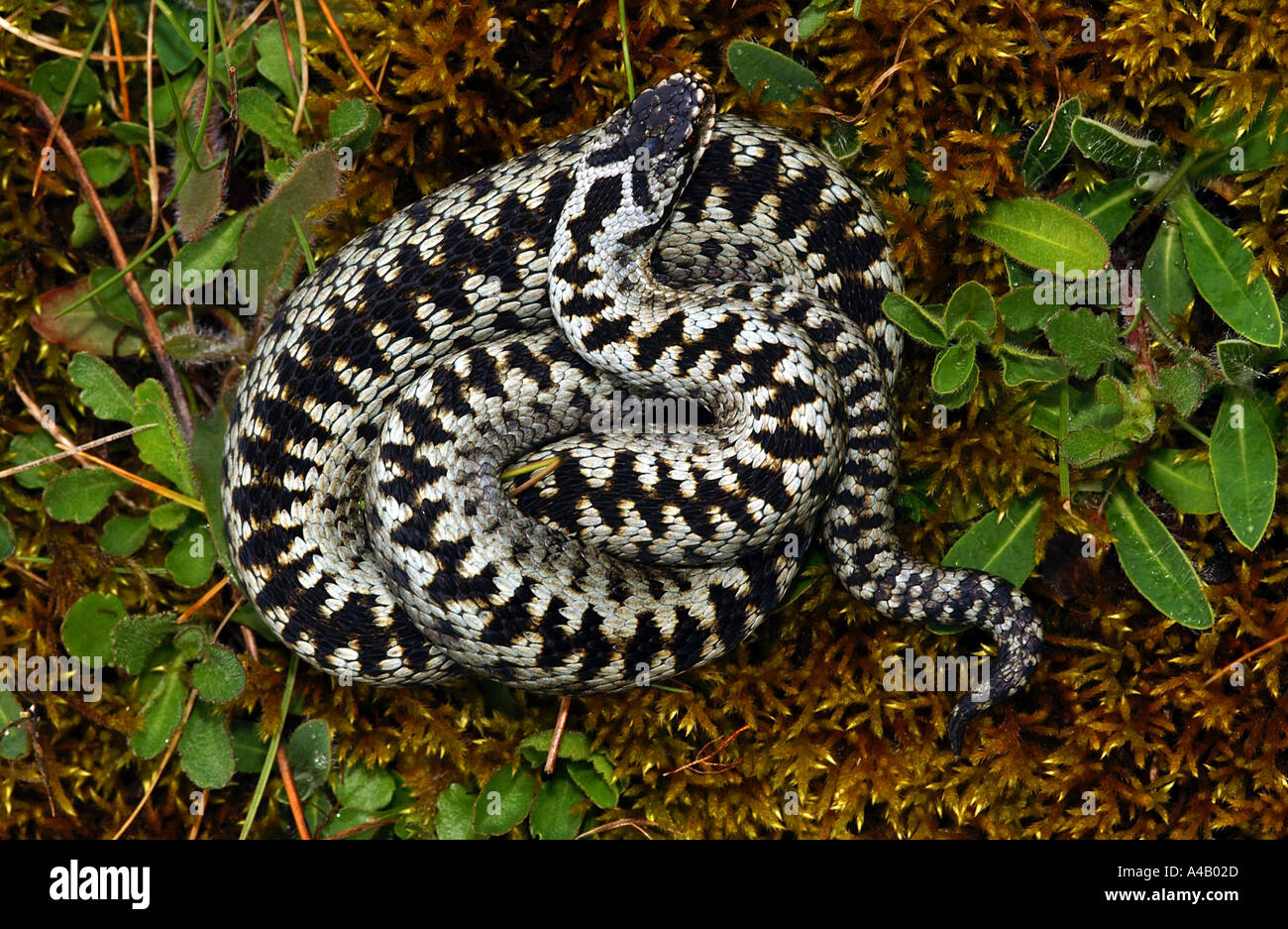 Männliche Addierer (Viperus Berus) auf Moorland im Peak District National Park, Derbyshire, England Stockfoto