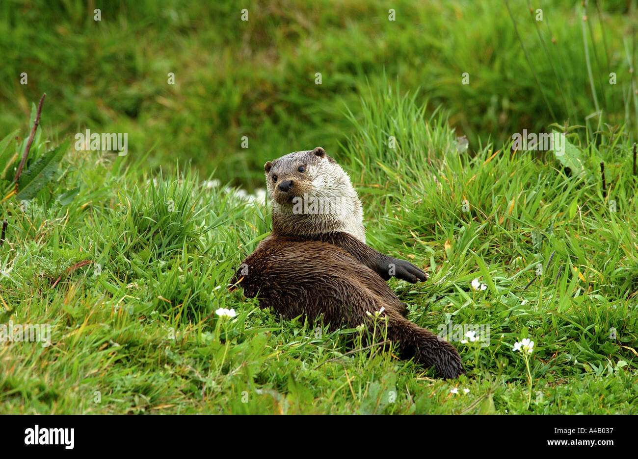 Fischotter (Lutra lutra) am Rande eines Sees Stockfoto