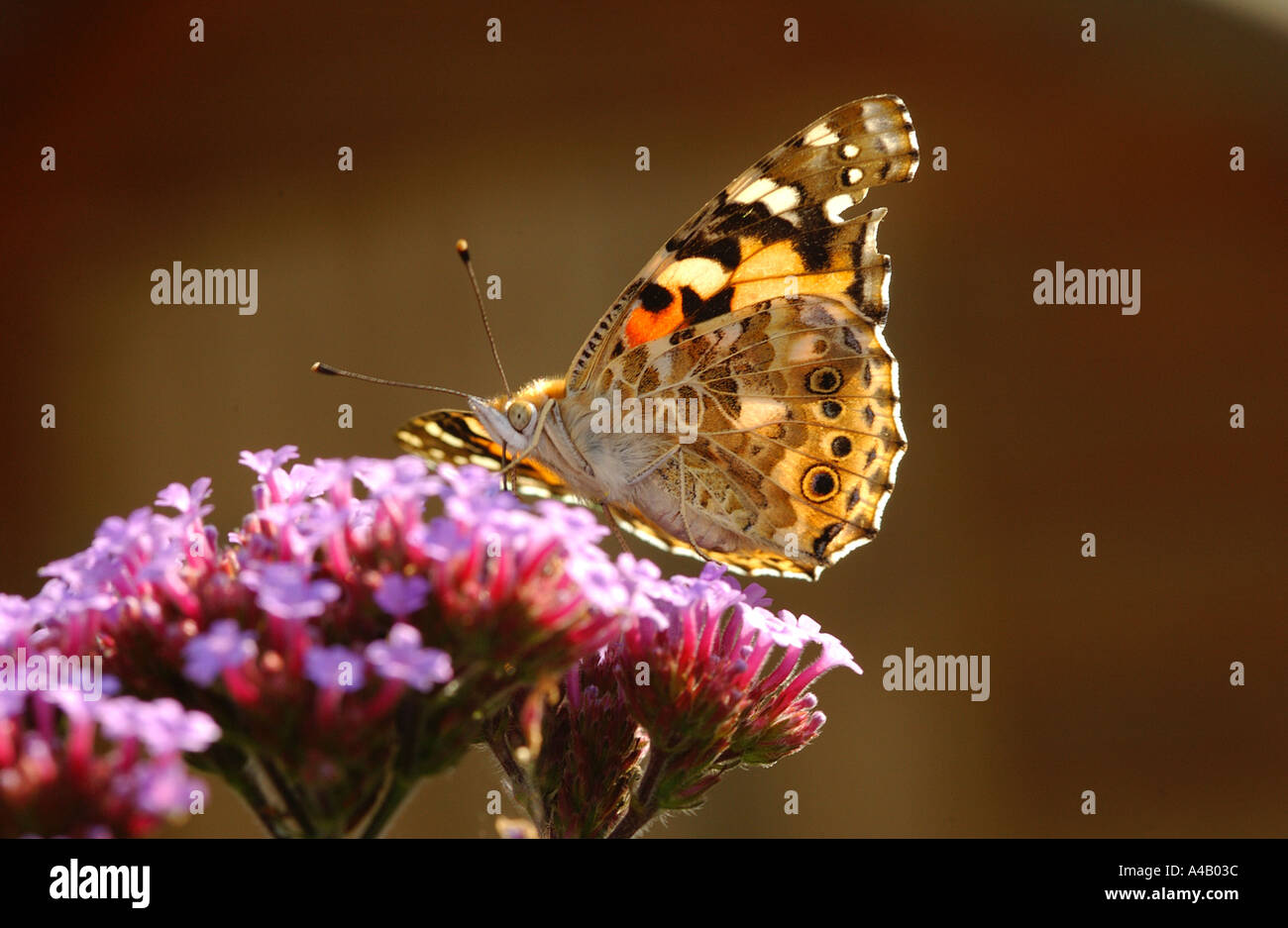 Distelfalter Schmetterling Fütterung von Verbena Stockfoto