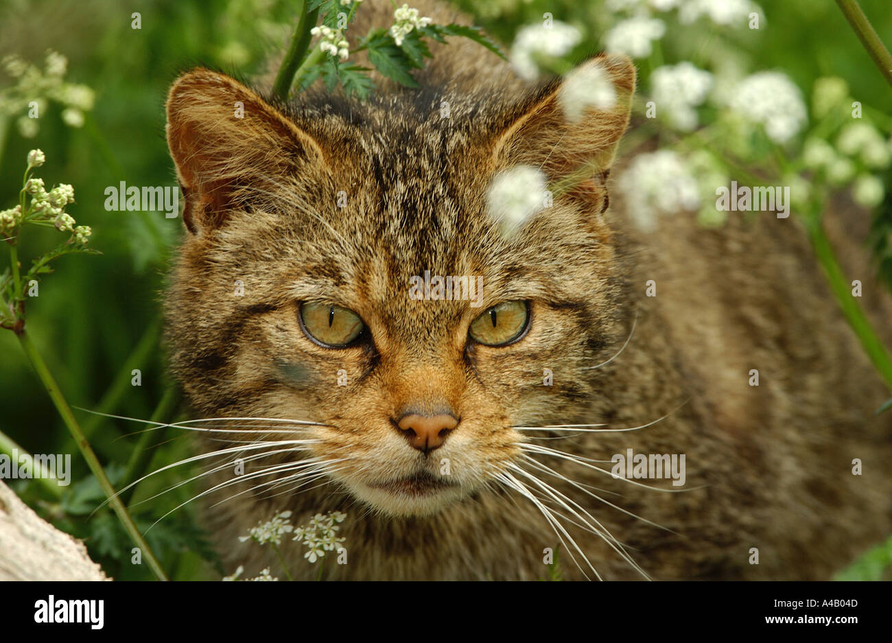 Schottische Wildkatze Stockfoto