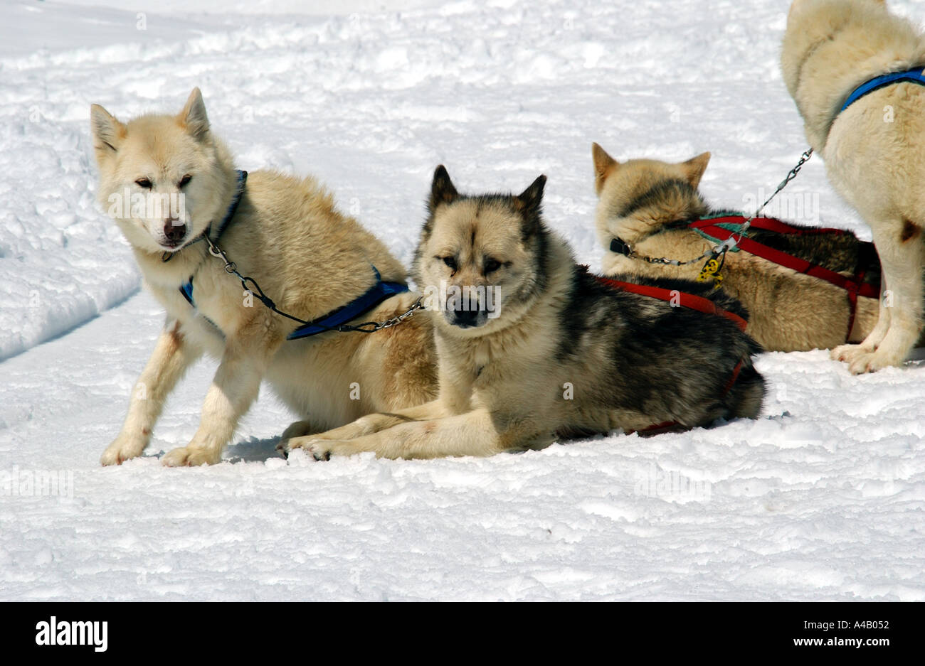 Husky Hunde ziehen Schlitten auf die Jungfrau in der Schweiz  Stockfotografie - Alamy