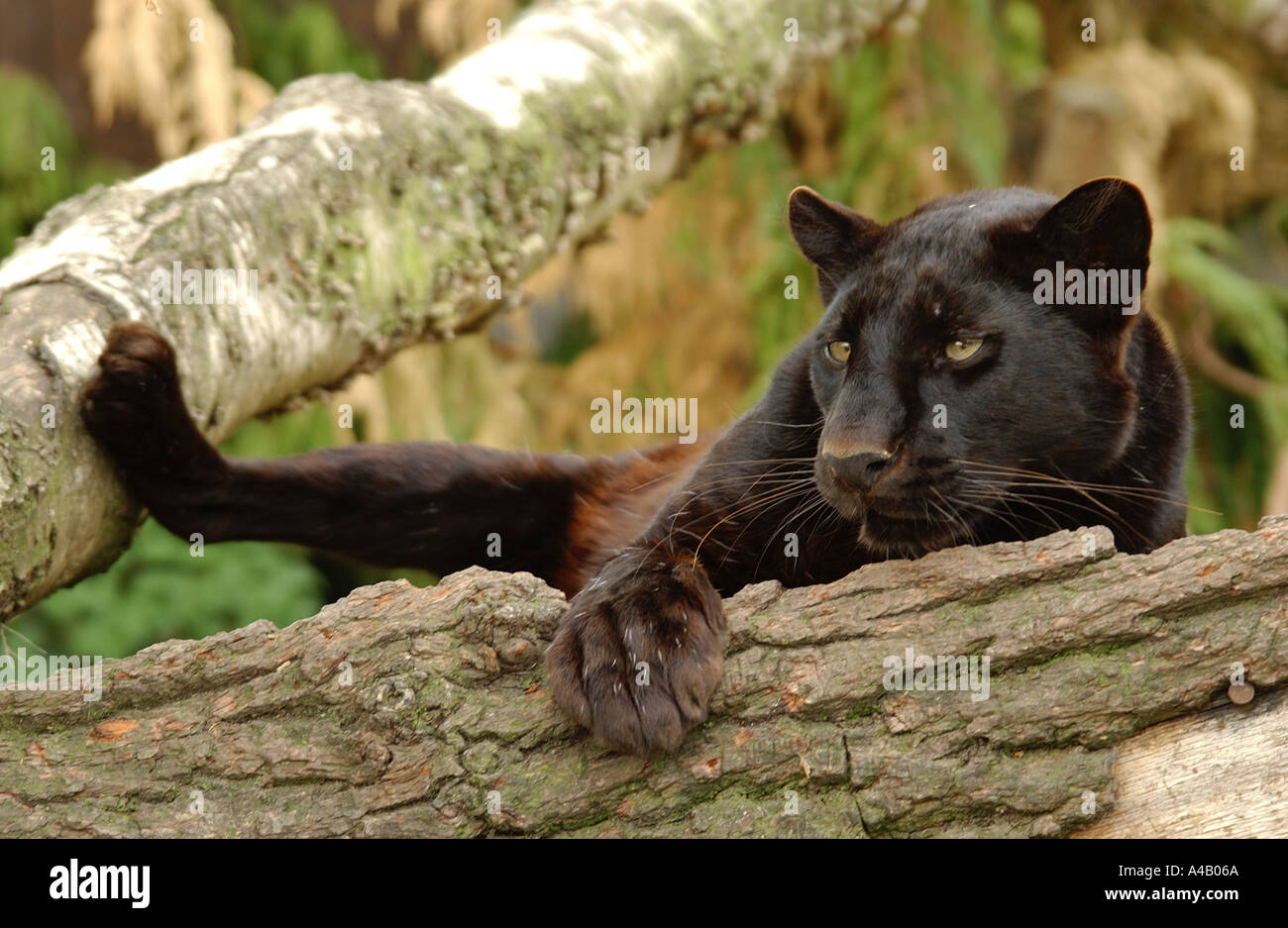 Black Panther ruht auf Ast Stockfoto