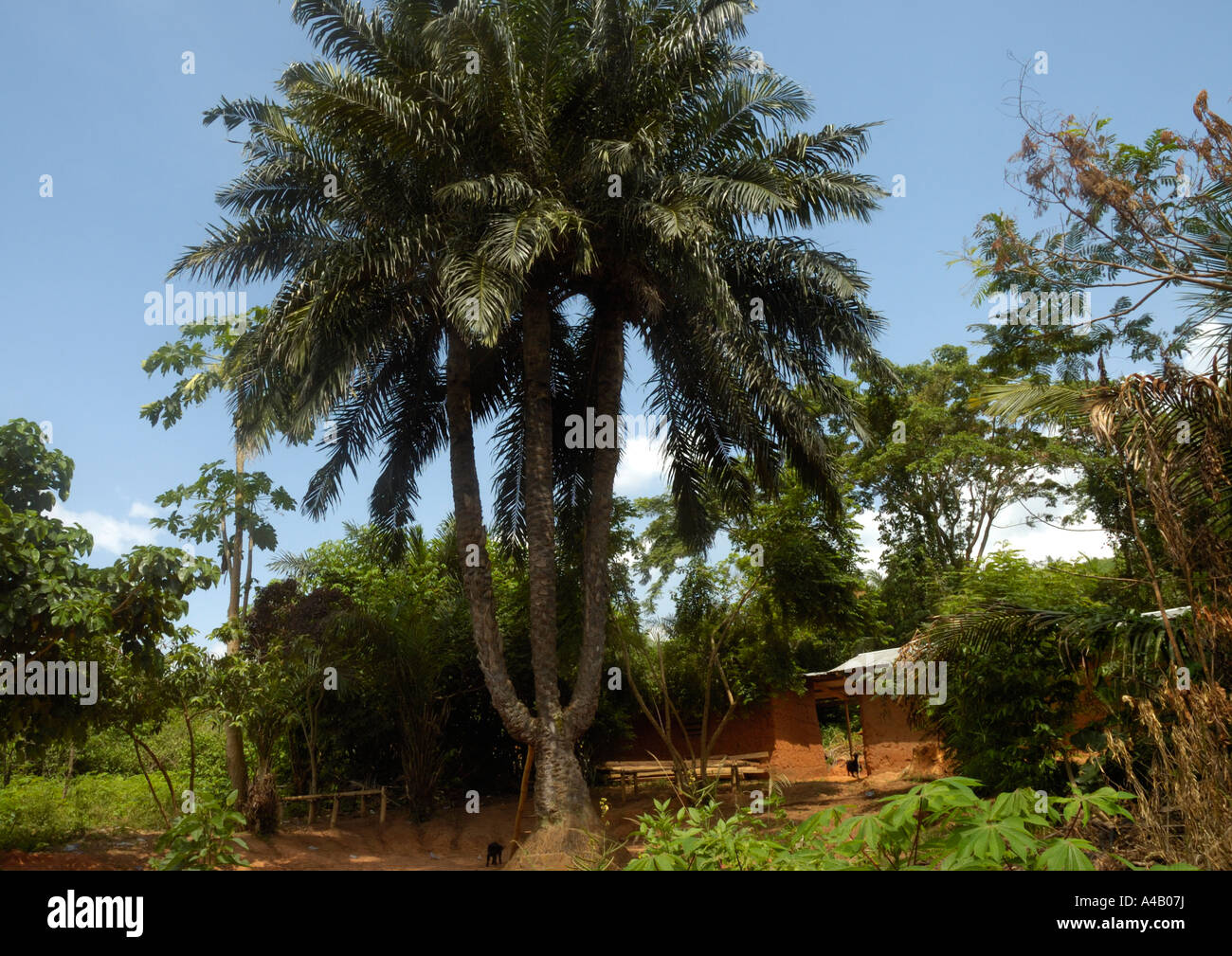 Palm tree with three trunks in a village near Korforidua in Ghana, Africa Stockfoto