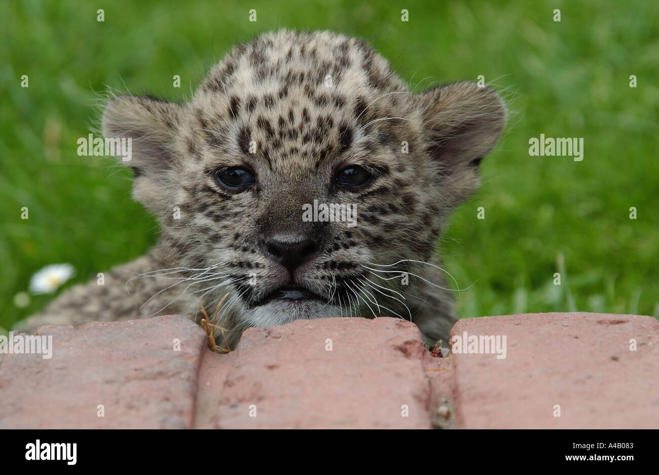 Hand gehalten 6 Wochen alten persischen Leoparden Cub Stockfoto