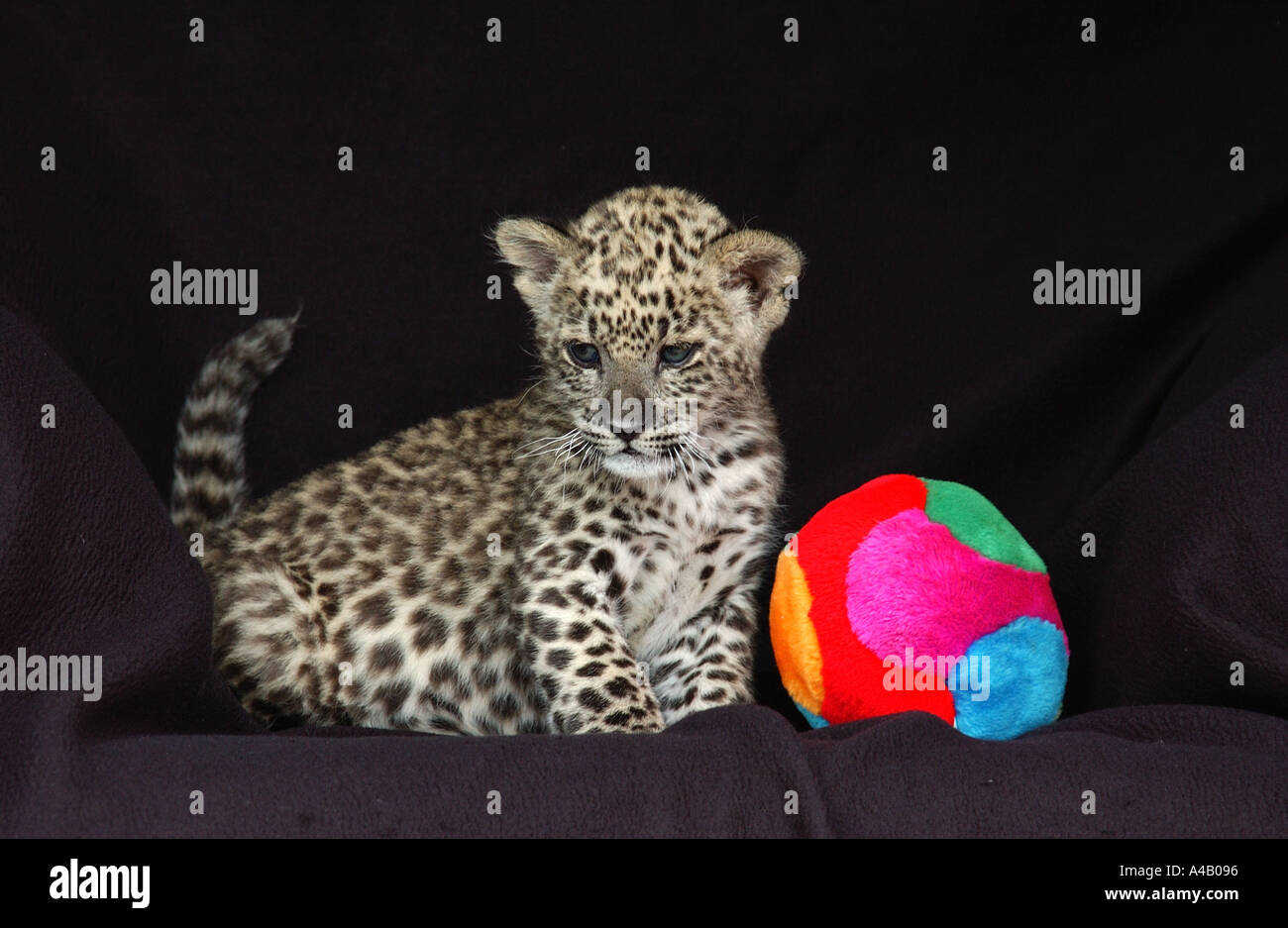 Hand gehalten 6 Wochen alten persischen Leoparden Cub Stockfoto