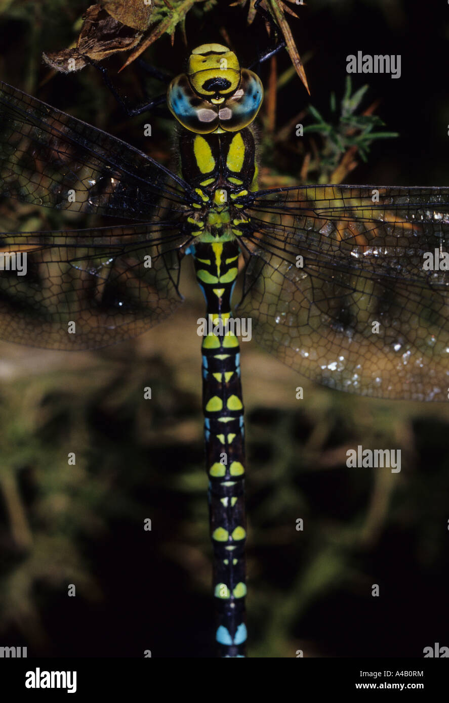 Südlichen Aeshna Dragonfly (Aeshna Cyanea) im Vereinigten Königreich Stockfoto