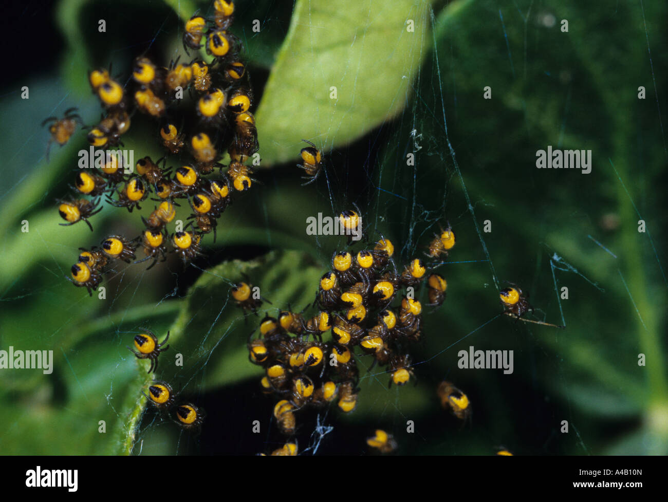 Jung Garten Spinnen (Araneus Diadematus) im Vereinigten Königreich Stockfoto