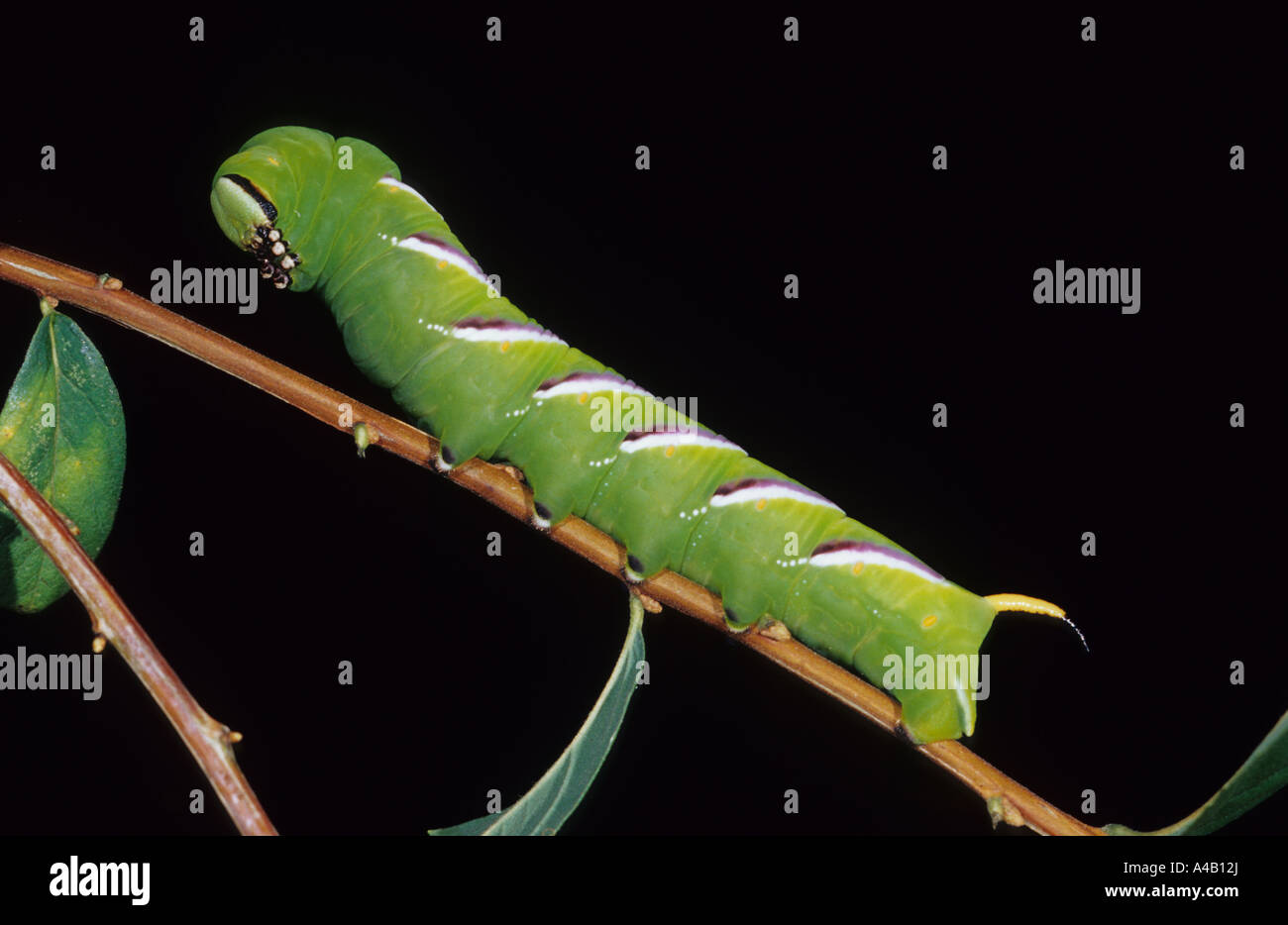 Liguster Hawk-Moth Caterpillar (Sphinx Ligustri) im Vereinigten Königreich Stockfoto