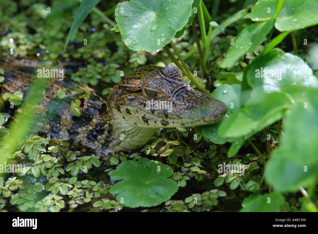 Junge baby Spectacled Brillenkaiman Caiman Crocodilus Tortuguero Nationalpark karibischen Küste Costa Rica Stockfoto