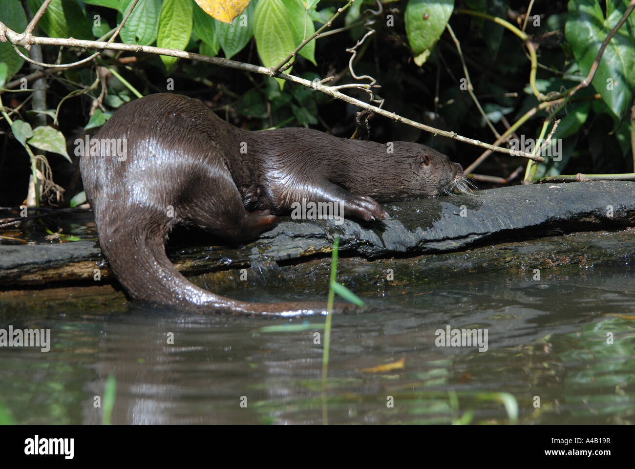 Neotropische Otter Lontra Longicaudis Tortuguero Nationalpark Cariibbean Küste Costa Rica seltenes Tier Stockfoto