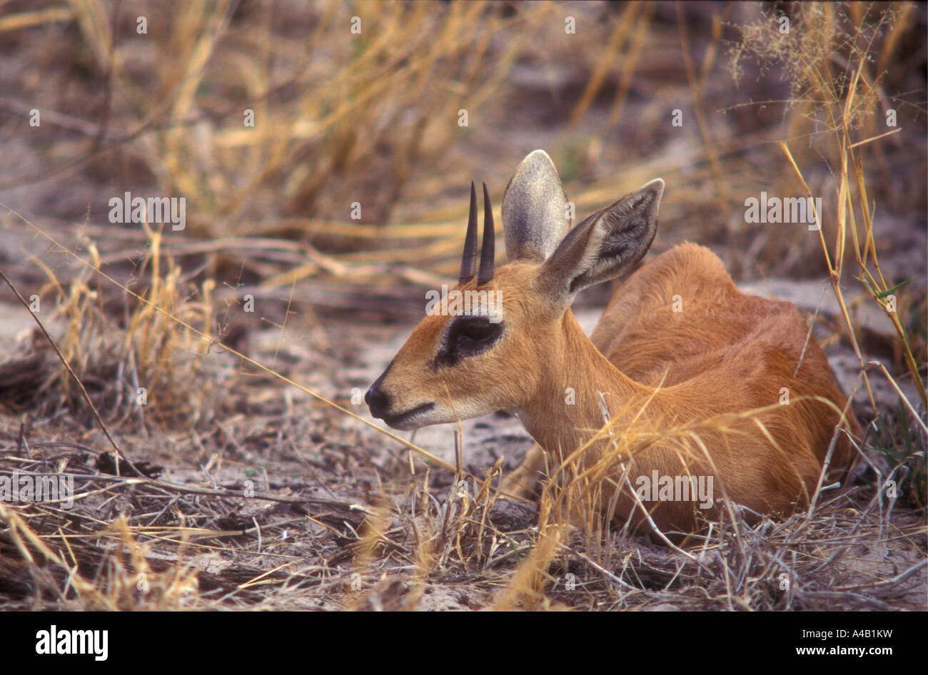Bush Duiker sitzen um zu kauen, Wiederkäuen Botswana Chobe-Nationalpark Stockfoto