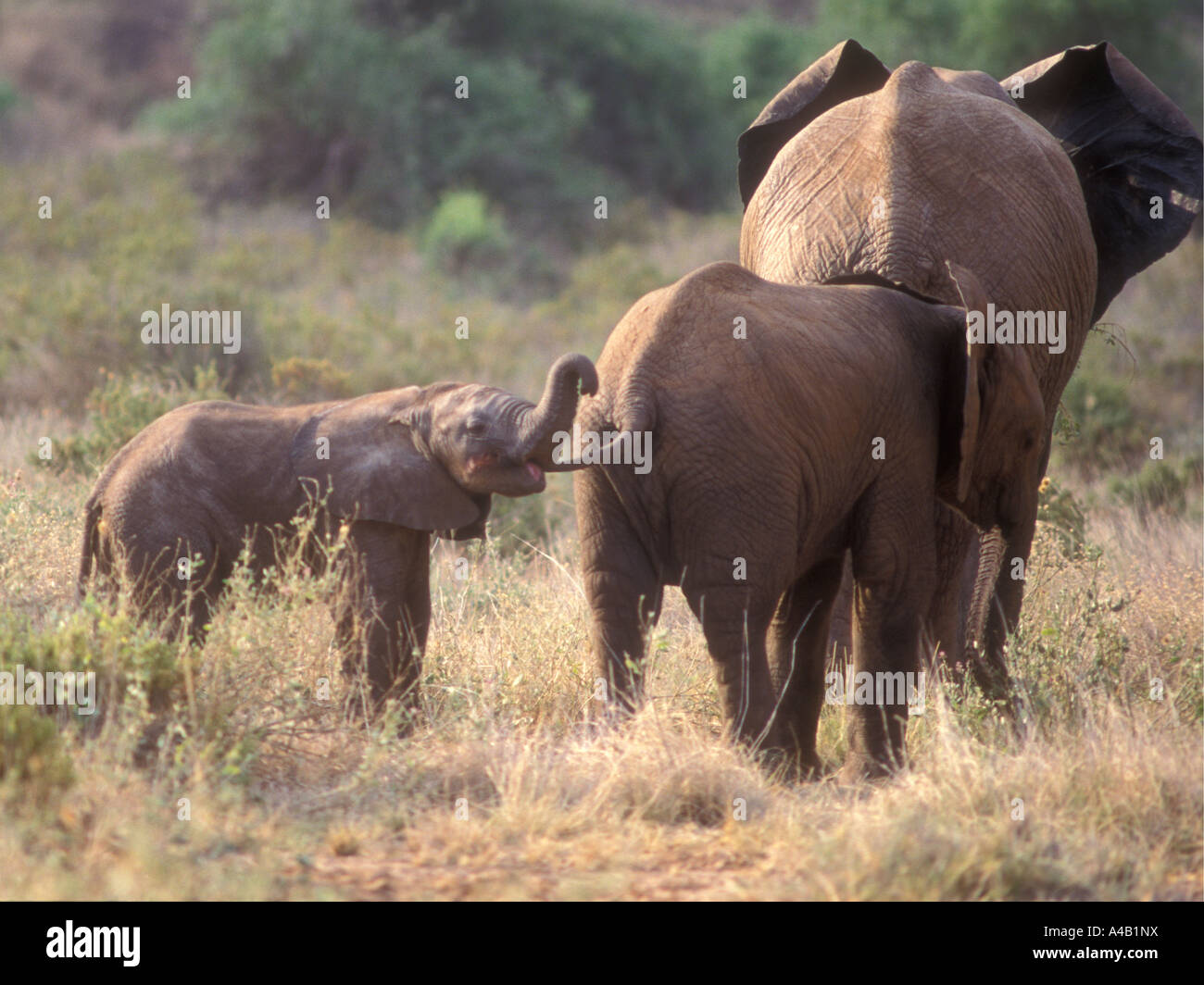 Baby-Elefant hält das Heck des anderen in seinem Mund Samburu National Reserve Kenia in Ostafrika Stockfoto